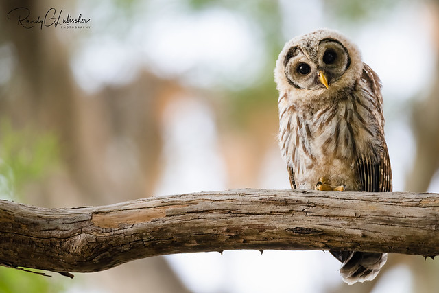 Barred Owl | Strix varia | 2023 - 6