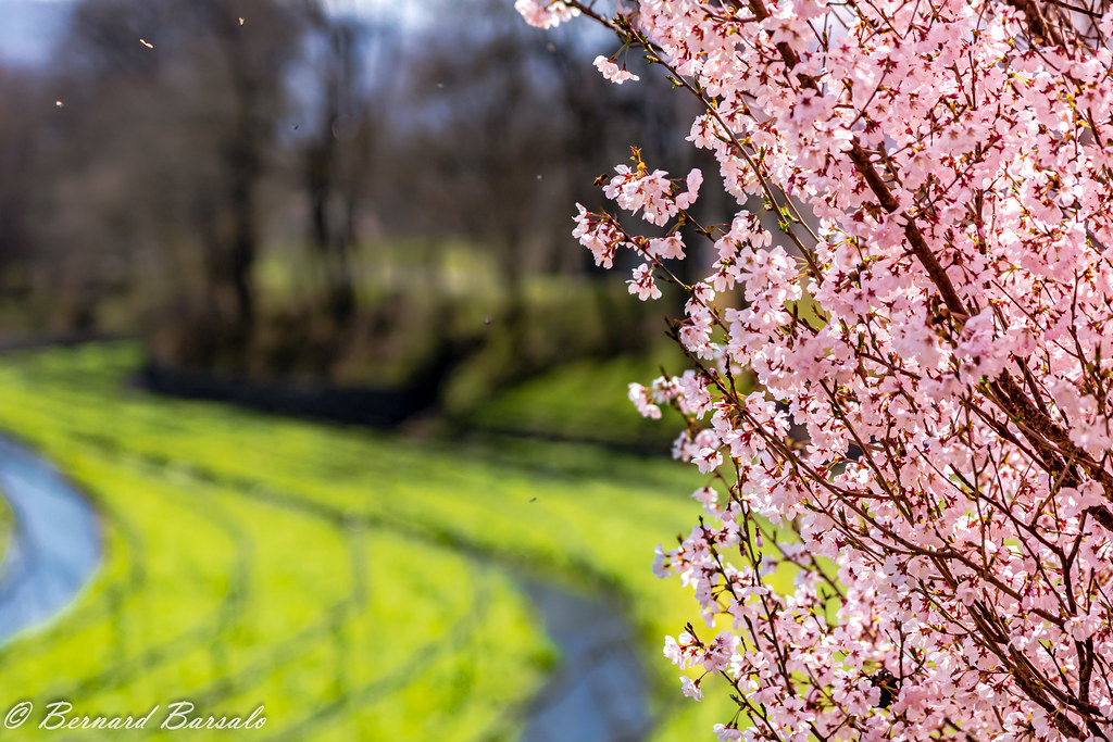 La rivière de Wasabi et son Sakura / The Wasabi River and its Sakura