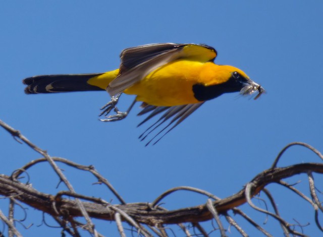 papa hooded oriole bringing food to the chicks