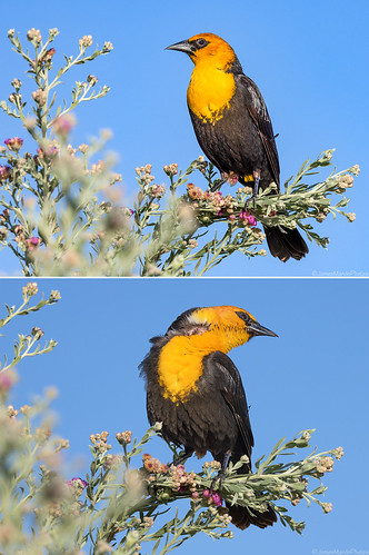 nevada hendersonbirdviewingpreserve hendersonnevada blackbird yellowheadedblackbird wildlife bird birds nature outdoors jamesmarvinphelpsphotography