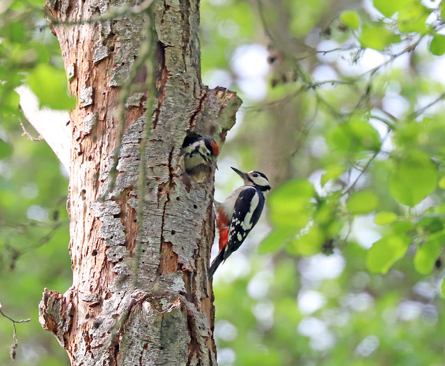 Great Spotted Woodpecker 1