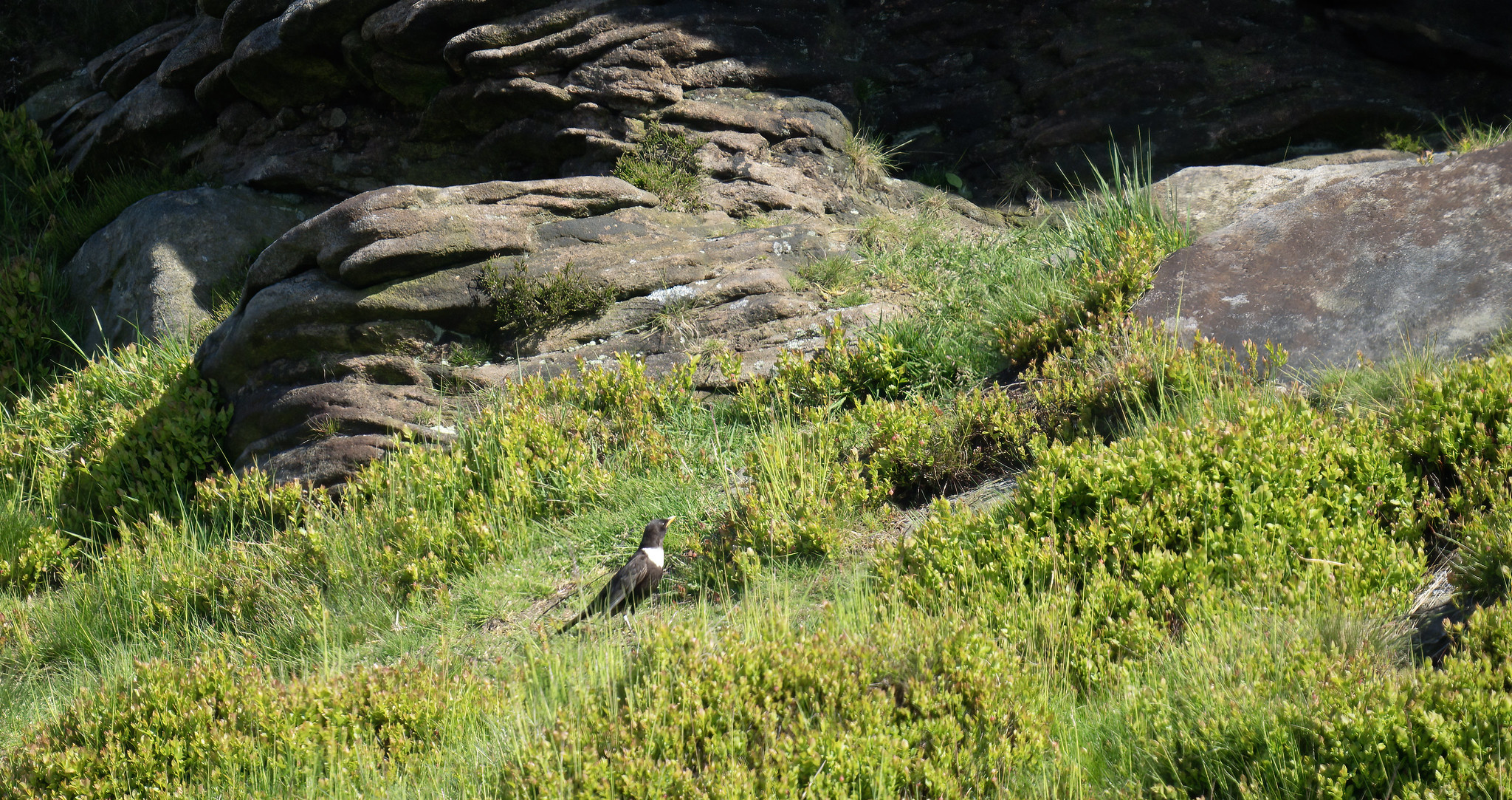 Distant Ring Ouzel