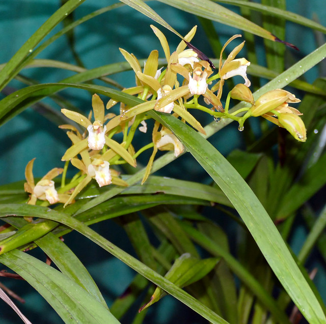 Cymbidium Pumilow 'Sevier' primary hybrid orchid