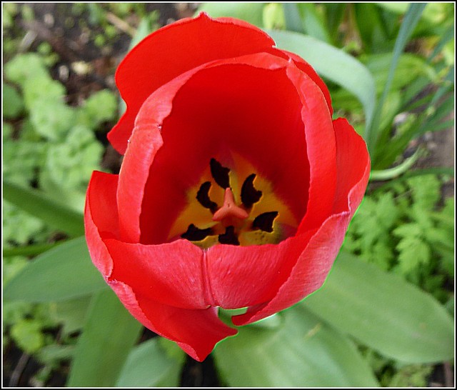 Red Tulip  ( Close up )