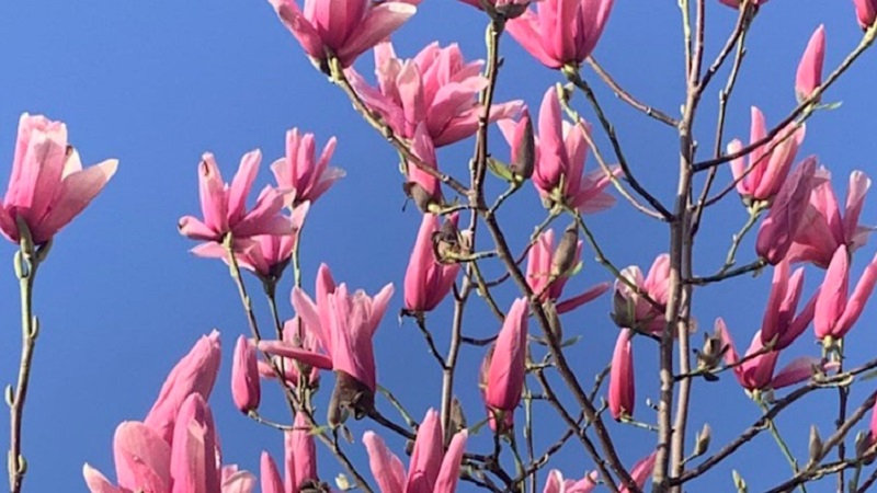 A close up photo of pink flowers on a tree