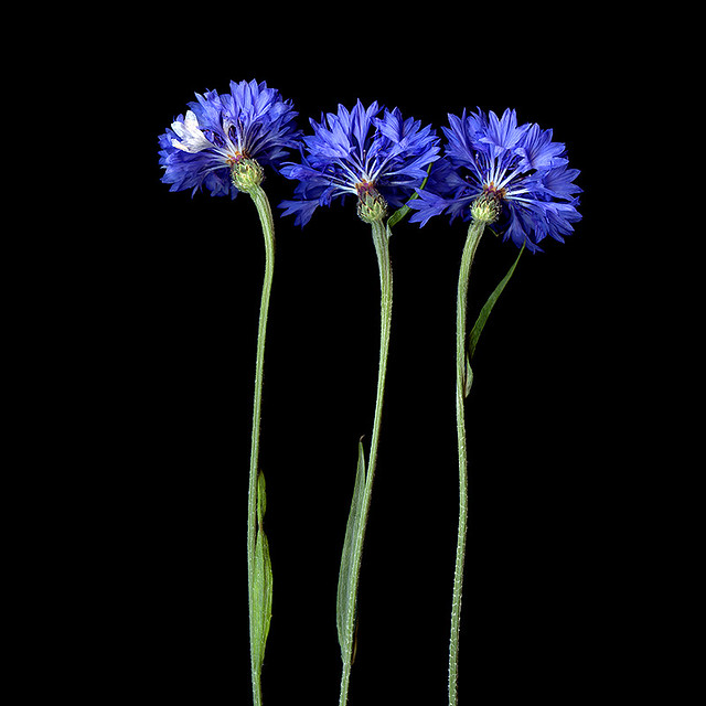 BLUE, SO BLUE… Cornflower | Portrait of a Cornflower. The co… | Flickr