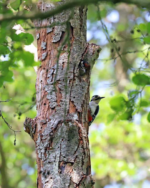 Great Spotted Woodpecker 2