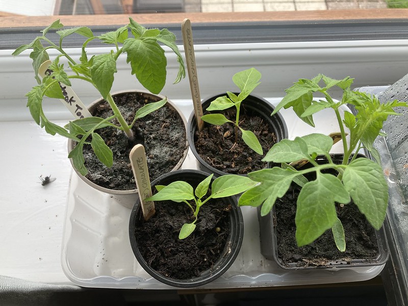 Plants old and new: tomatoes & peppers from the plant sale