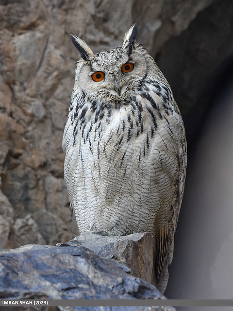 Eagle-owl (Bubo bubo)