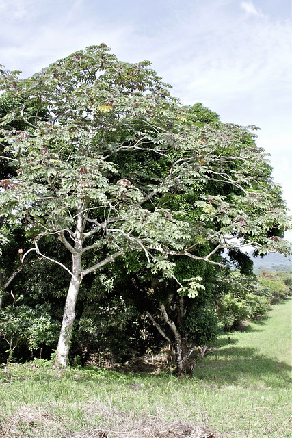 Cecropia obtusifolia (Urticaceae)