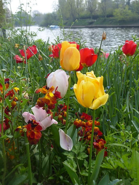 P1980365    Tulips by River Ouse York.    April 2023