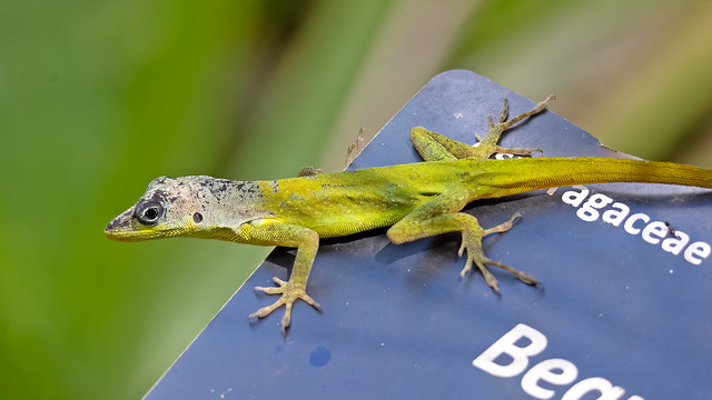 Barbados Anole (Anolis extremus) - 20230201-04