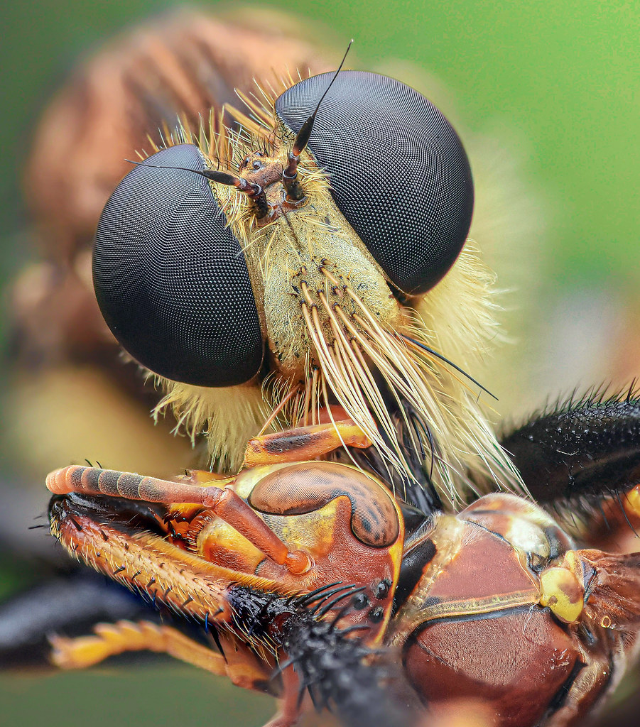 Red-footed cannibal fly with its prey