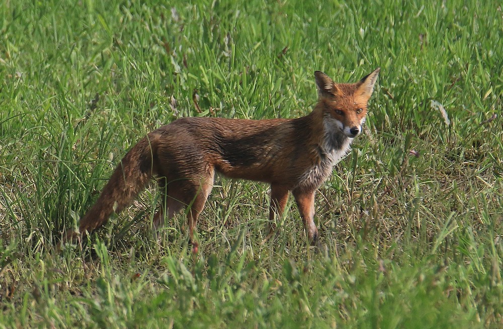 Red Fox - Coombe Hill Meadows