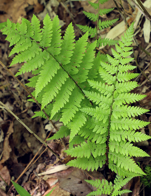 Wood Fern