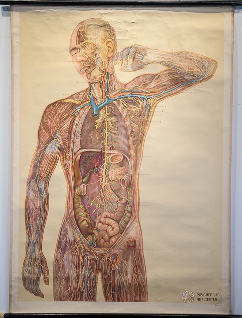 Anatomie, lithographie, 1957, Allemagne, 118x82