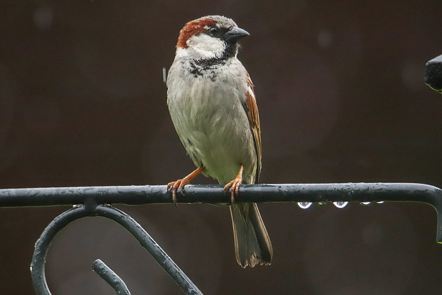 House sparrow in the rain, Holland.