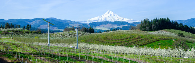 Mt Hood with its Hood River valley cherry orchards