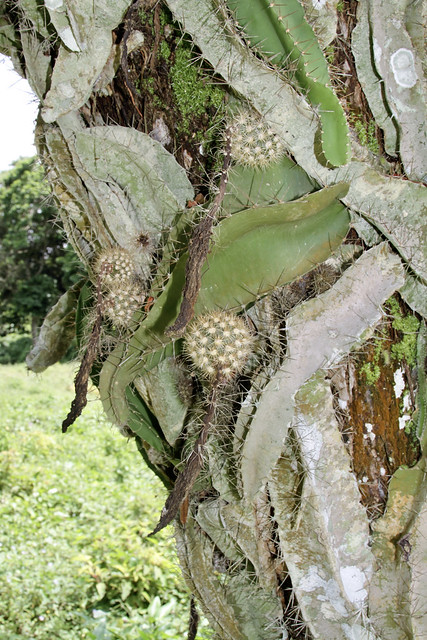 Deamia testudo (Cactaceae)