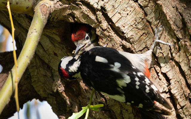 Great spotted woodpecker chick