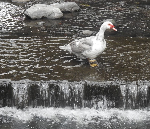 Muscovy Duck at Canal Weir