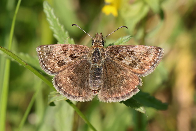Dingy Skipper Butterfly - Ettington Cutting, Warwickshire, England, UK