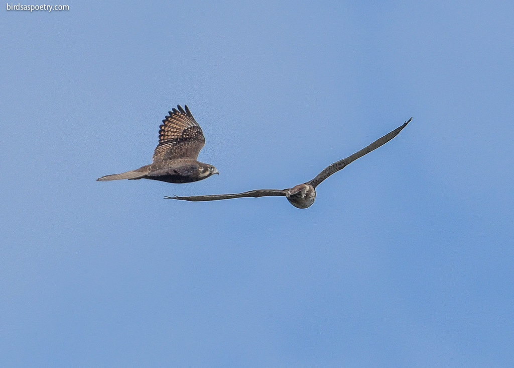 Brown Falcon: Pair Bonding
