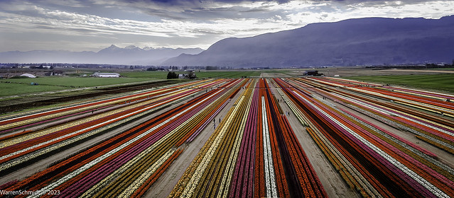 Overwhelming Tulip Field