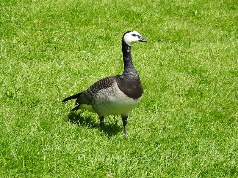 Barnacle Goose beautiful