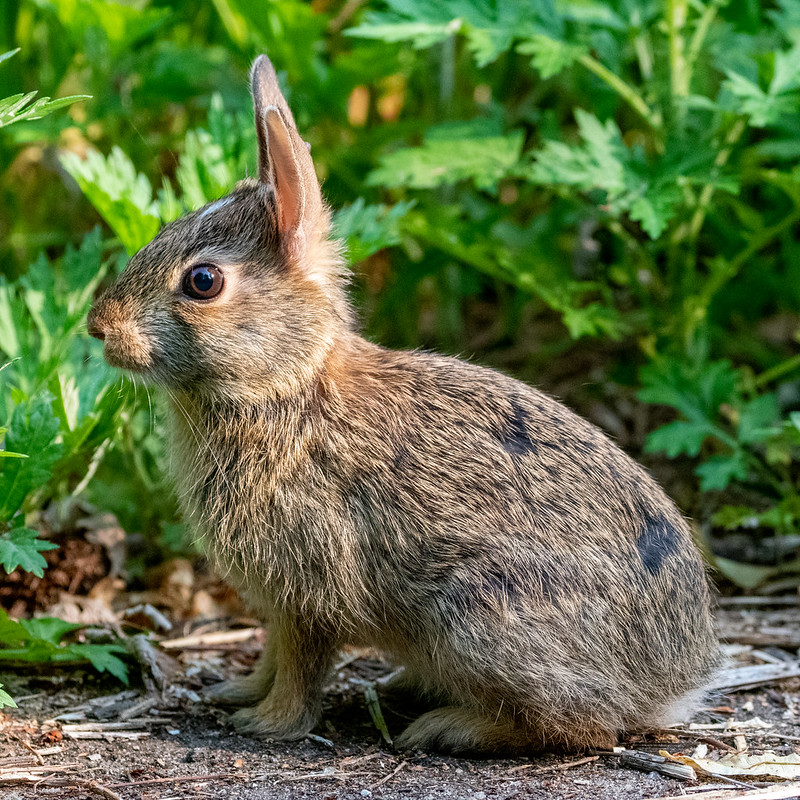 rabbit-1029