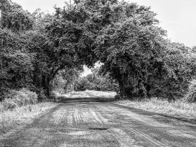 Country Road Tree Tunnel
