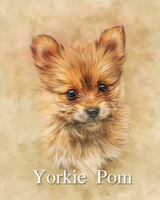 Yorkie Pom - Designer Dog