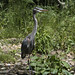Flickr photo 'Outstanding Great Blue Heron at Ashland' by: Phil's 1stPix.