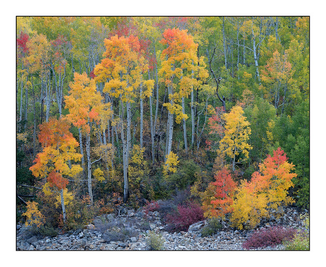 Colorado Autumn Beauty