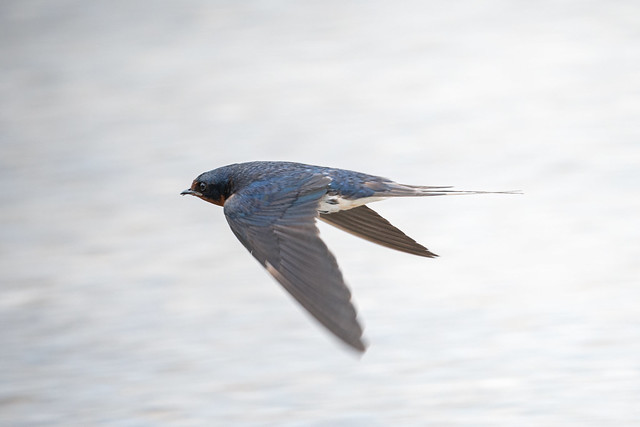 Swallow In Flight