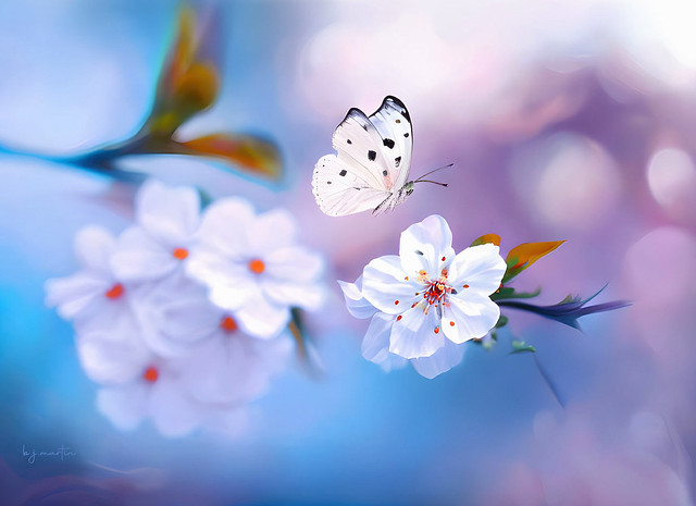 Butterfly and Blossoms
