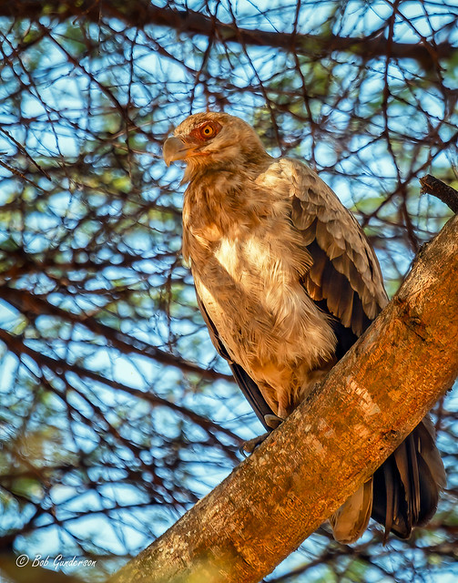 Palm-nut Vulture