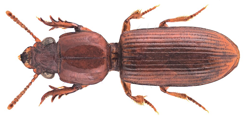 Pseudoclivina senegalensis (Dejean, 1831)