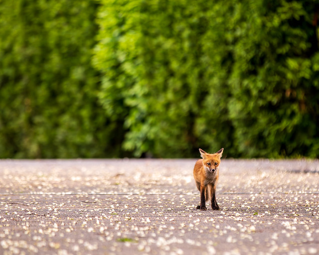 Lurie Garden Foxes