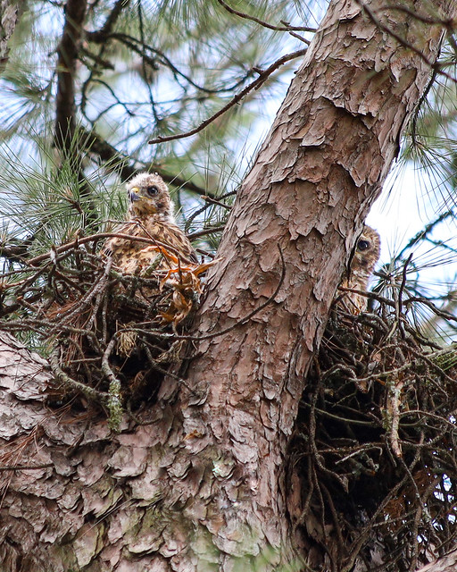 Baby Broad-winged hawks in their huge nest… one peering around the tree branch…