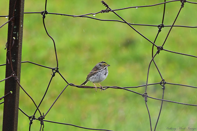 Savannah Sparrow Framed