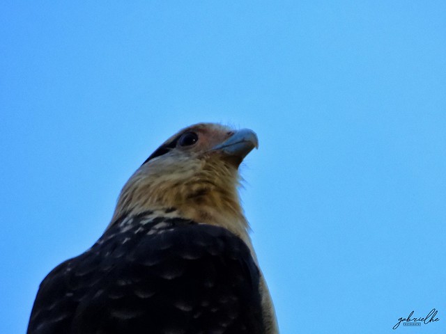 0027 - Vista de águila / Eye of an eagle