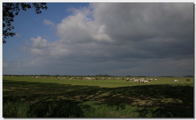 Nederland: koeien, weiland, wolken