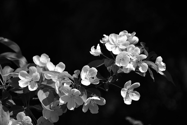 Monochrome Blossoms