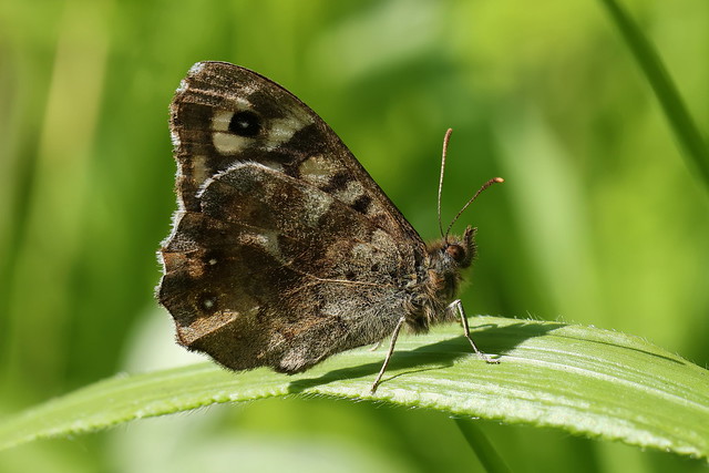 Speckled Wood Butterfly - Fenny Compton Tunnels, Warwickshire, England, UK