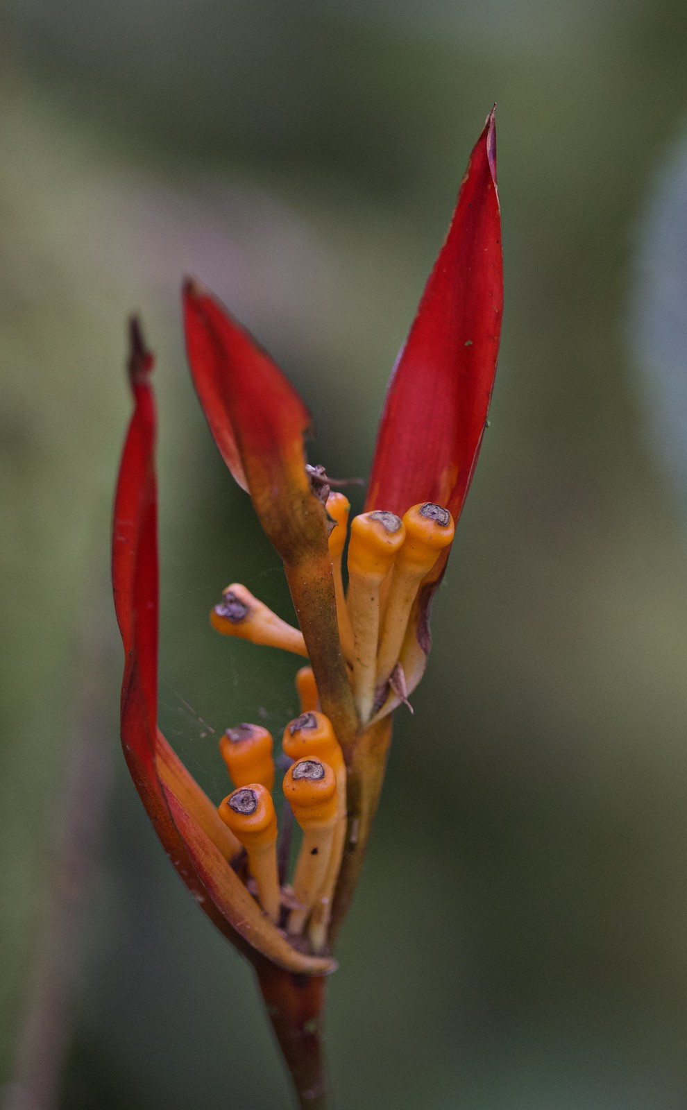 Parakeet Flower (Heliconia psittacorum)