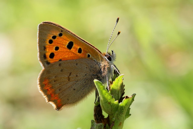 Small Copper Butterfly - Fenny Compton Tunnels, Warwickshire, England, UK