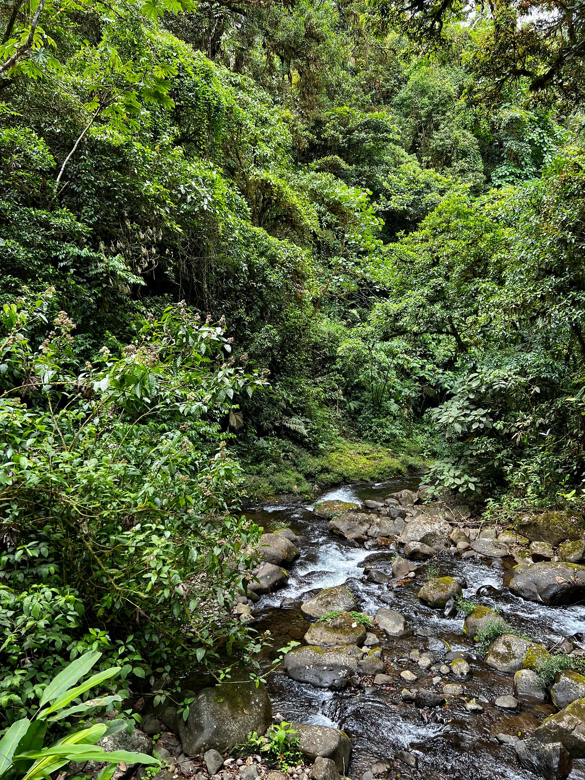 Stream flowing through the cloud forest
