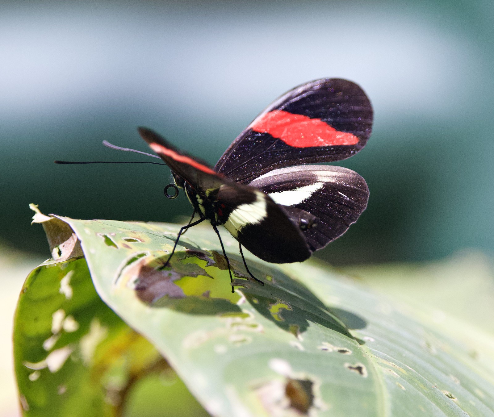 Heliconius numata butterfly on a leaf