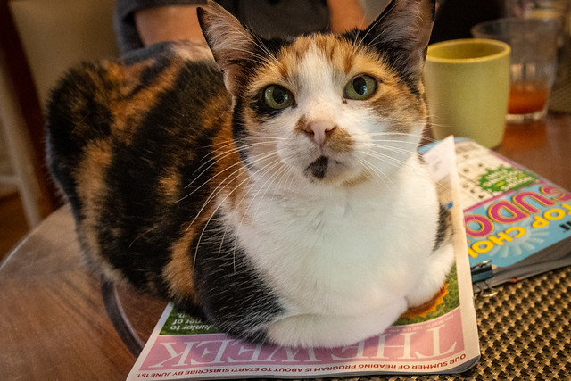 Feline Friday  5-26-2023